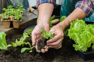 growingfood